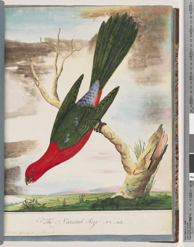Strana 42. Papoušek královský od Unknown artist