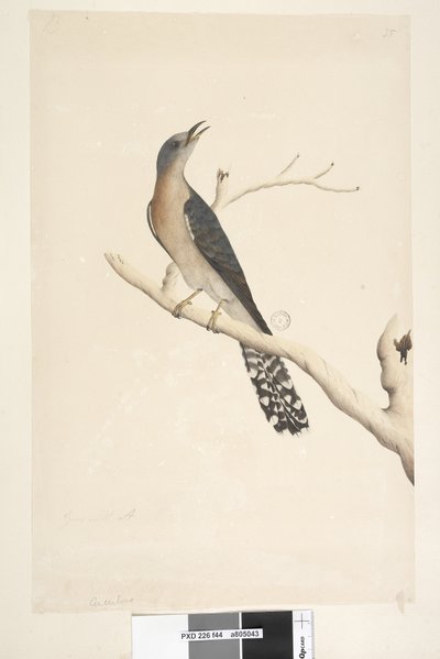 Strana 44. Cuculus. nad názvem, v jiné ruce Přirozená velikost. v levém horním rohu ve třetí ruce B a v levém dolním rohu Jde s A tzn. f.45 Vějíř, kukačka ocasá Cacomantis pyrrhophanus, samec, 1791-92 od Unknown artist