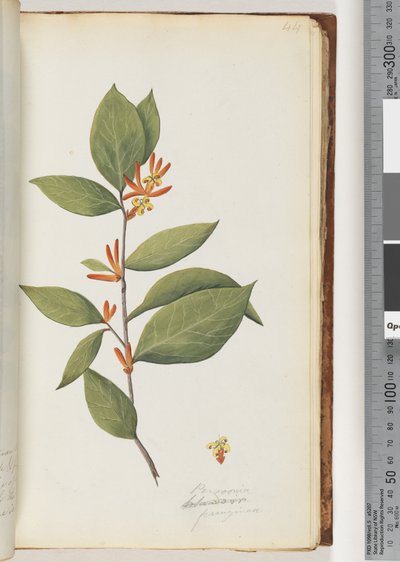 Page 44 Personia / Schraderia ferruginea od Unknown artist