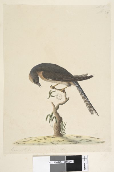 Strana 45. Přirozená velikost. vpravo nahoře v jiné ruce A vlevo dole Hodí se k B, tj. f.44 Vějíř, kukačka ocasá Cacomantis pyrrhophanus, 1791-92 od Unknown artist