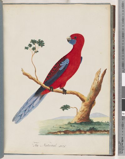 Strana 46. Karmínová Rosella. Papoušek Pennantian od Unknown artist