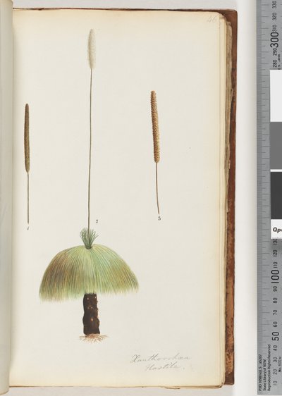 Strana 46. Xanthorrhoea Hastile Grass tree od Unknown artist
