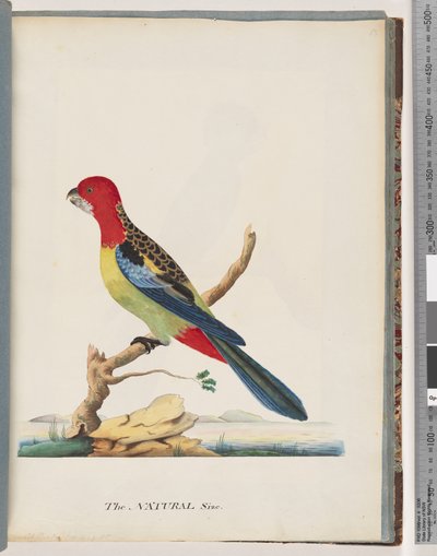 Strana 47. Rosella východní. Ne stejný papoušek od Unknown artist