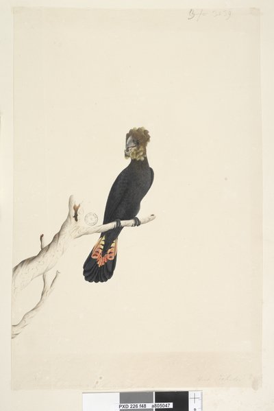 Strana 48. Kakadu černý. vlevo dole v jiné ruce Zmenšeno v měřítku na 1/3 přirozené velikosti. Lesklý černý kakadu Calyptorhynchus lathami, samice, 1791-92 od Unknown artist