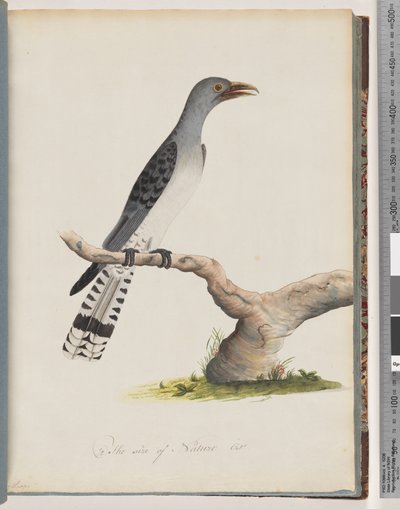 Strana 49. Neidentifikovaný pták. Scythrops od Unknown artist