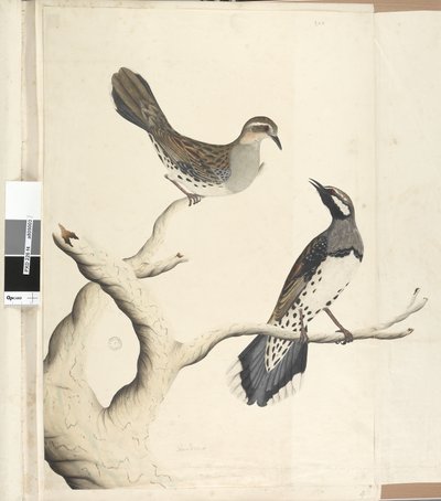Strana 4. Turdus. jinou rukou Nakresleno přirozená velikost, jediná dva takového druhu, jaký byl dosud v kolonii pozorován, červen 1792 drozd skvrnitý Cinclosoma punctatum, 1791-92 od Unknown artist
