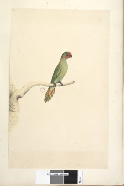 Strana 51. Přirozená velikost Lorikeet Lorikeet Glossopsitta pusilla, 1791-92 od Unknown artist