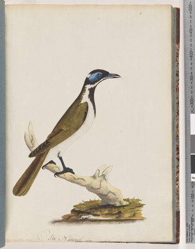 Strana 54. Modrý medojed s tváří. Merops cyanoris. Drozd modrolící od Unknown artist