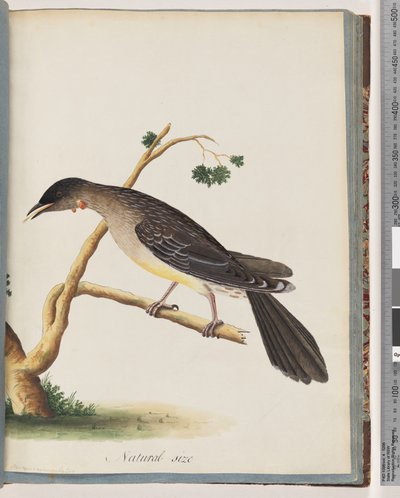 Strana 55. Wattlebird červený. Merops carunculatus od Unknown artist