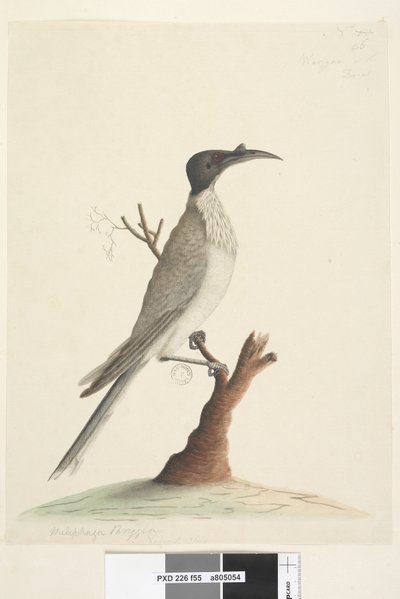 Strana 55. Wer, gan nebo mnich. vlevo dole v jiné ruce Meliphaga Phrygia. dole uprostřed ve třetí ruce Přirozená velikost Noisy Friarbird Philemon corniculatus, 1791-92 od Unknown artist