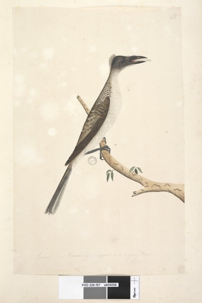 Strana 57. Leden. Přirozená velikost, předpokládá se, že jde o mládě Noisy Friarbird Philemon corniculatus, 1791-92 od Unknown artist