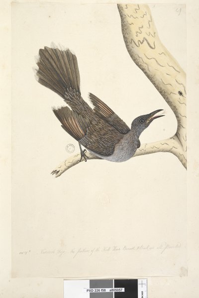 Strana 58. Oktr. Přirozená velikost, peří na krku, na hlavě, na hrudi a na zádech jsou špičaté kartáčové proutí, Bird Anthochaera chrysoptera, 1791-92 od Unknown artist