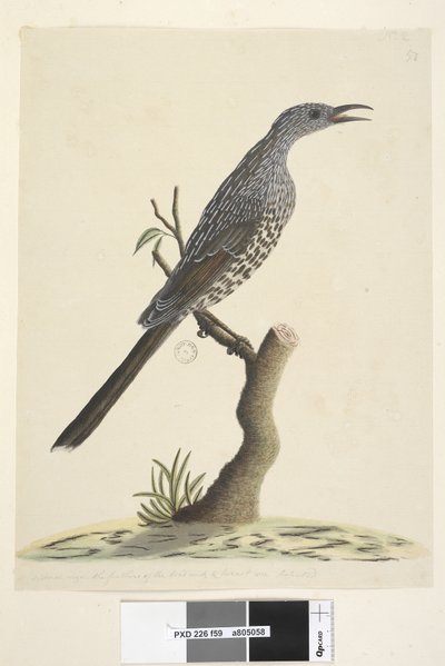 Strana 59. Přirozená velikost, peří na hlavě, krk a prsa jsou špičaté Brush Wattle, Bird Anthochaera chrysoptera, 1791-92 od Unknown artist