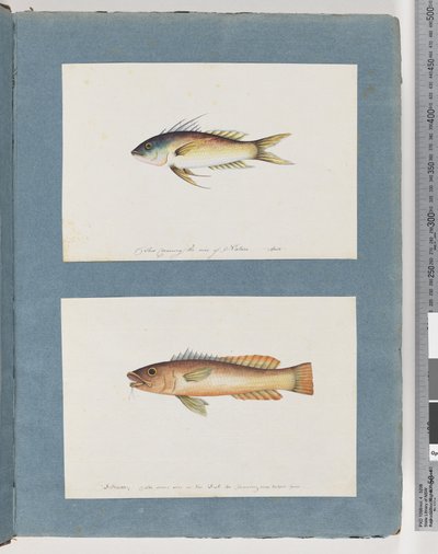 Strana 5. Neidentifikované ryby 6. Neidentifikované ryby od Unknown artist