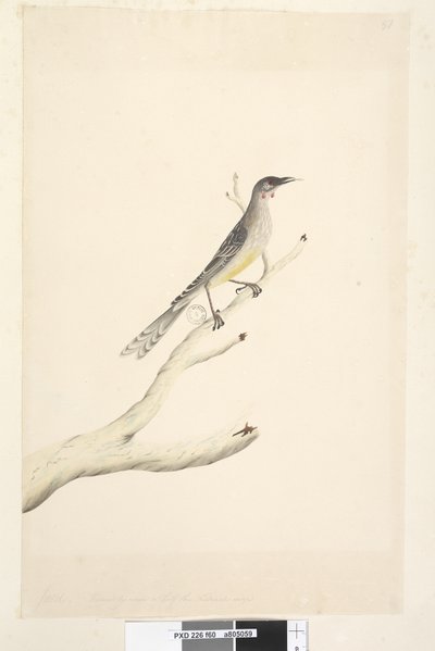 Strana 60. června. Zmenšeno v měřítku na polovinu přirozené velikosti Red Wattle, Bird Anthochaera carunculata, 1791-92 od Unknown artist