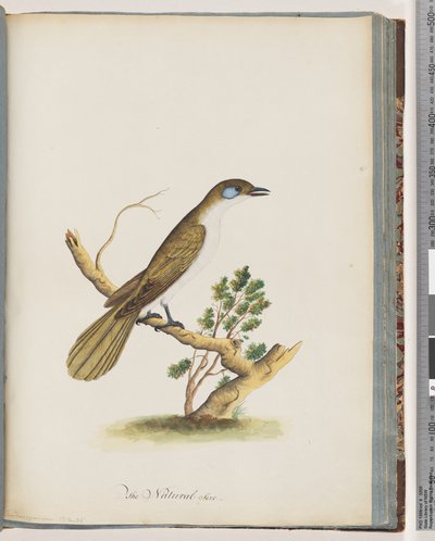 Strana 61. Medojed modrolící. Turdus cyanoris. Drozd modrolící od Unknown artist