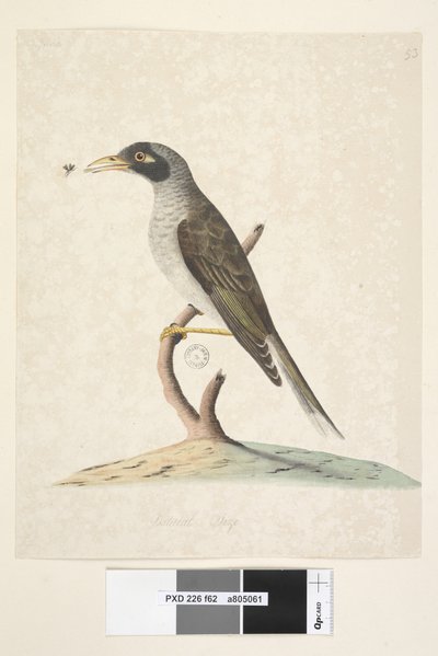 Strana 62. června. Přirozená velikost Noisy Miner Myzantha melanocephala, 1791-92 od Unknown artist