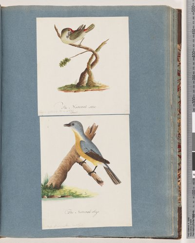 Strana 62. Finch červenoobočí. Loxia astrild. 63. Neznámý pták. Muscicapa flavigastra od Unknown artist