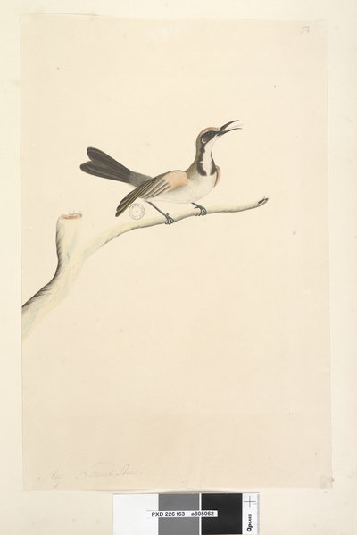 Strana 63. Květen. Přirozená velikost Tawny Crowned Honeyeater Phylidonyris melanops, 1791-92 od Unknown artist
