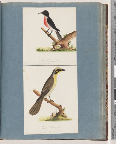 Strana 64. Scarlet Robin. Moucha crythrogastra. 65. Medojed žlutomasý. Muscicapa Nova Hollandiae od Unknown artist