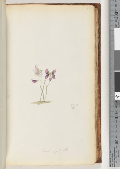 Strana 66. Viola aphylla / Divoká violka od Unknown artist