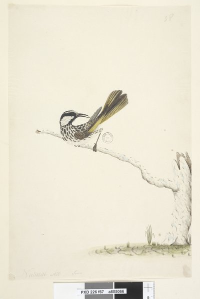 Strana 67. Přirozená velikost,  červnová bílá, medojed líčka Phylidonyris nigra, 1791-92 od Unknown artist