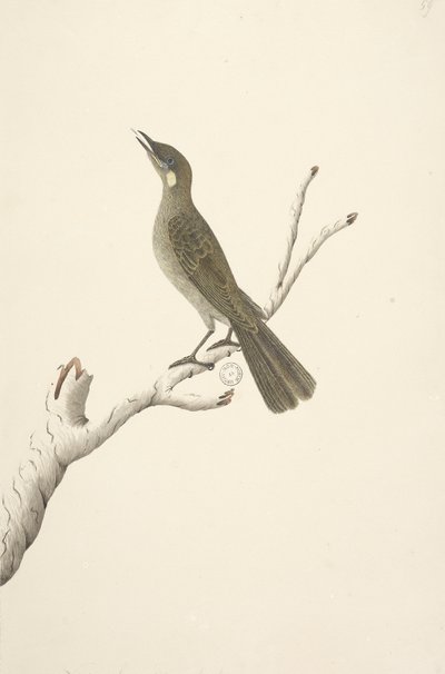 Strana 68. Přirozená velikost, August Lewin Honeyeater Meliphaga Lewinii, 1791-92 od Unknown artist