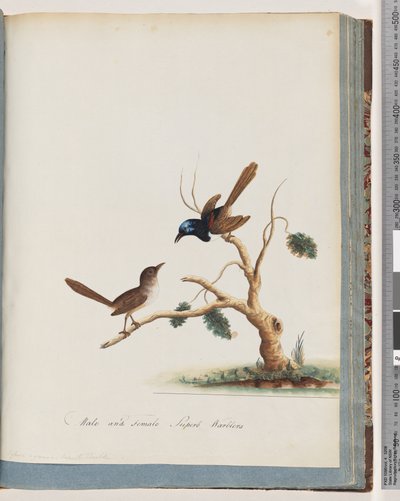 Strana 68. Víla rudokřídlá, střízlík, samec a samice. Samci a samice pěnice Superb od Unknown artist