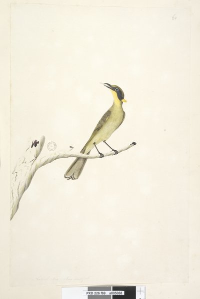 Strana 69. Přirozená velikost. Iris pochybný žlutý, medojed trsnatý Lichenostomus melanops, 1791-92 od Unknown artist