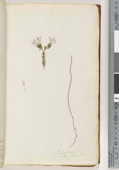Strana 6. Pimeloea linfolia od Unknown artist
