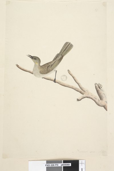 Strana 70. Přirozená velikost. srpnový medojed fuškový Lichenostomus fuscus, 1791-92 od Unknown artist