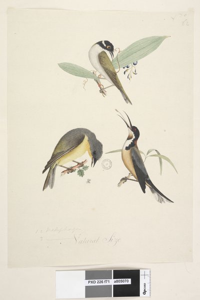Strana 71. 1, 2. Meliphaga. 3., ? dole uprostřed v jiné ruce Přirozená velikost. Jsou zobrazeni tři ptáci: 1. Bílý, Honeyeater naped od Unknown artist