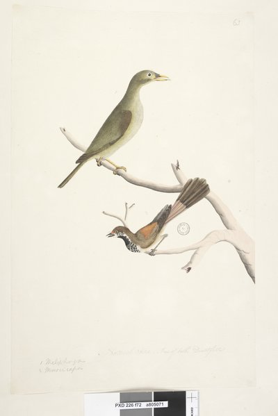Strana 72. 1. Meliphaga. 2. Muscicapa. Přirozená velikost. Iris obou pochybná. Bell Miner Manorina melanophrys a Rhipidura rufifrons, 1791-92 od Unknown artist