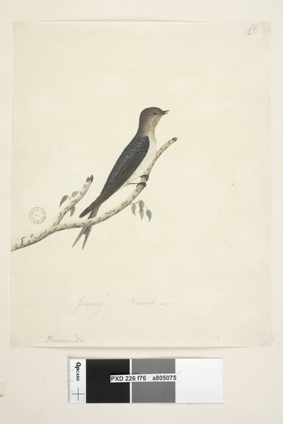 Strana 76. Hirundo. dole uprostřed v jiné ruce leden Přirozená velikost Welcome Swallow Hirundo neoxena, 1791-92 od Unknown artist