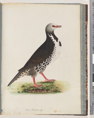 Strana 76. Neidentifikovaný pták od Unknown artist