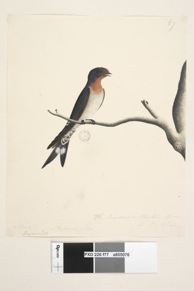Strana 77. Hirundo. nad názvem v jiné ruce březen. Přirozená velikost. vpravo dole ve třetí ruce The Swallow nebo Martin of N.S. Wales. Vítejte vlaštovku Hirundo neoxena, 1791-92 od Unknown artist
