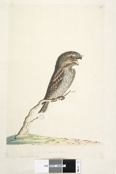 Strana 78. Caprimulgus. dole uprostřed v jiné ruce 1/2 přirozené velikosti Tawny Frogmouth Podargus strigoides, 1791-92 od Unknown artist