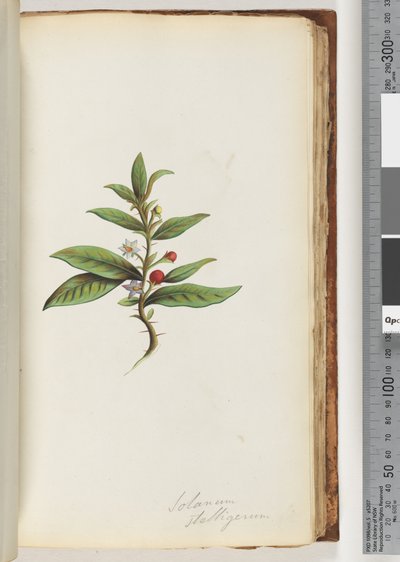 Strana 78a. Solanum stelligerum / Star Nightshade od Unknown artist