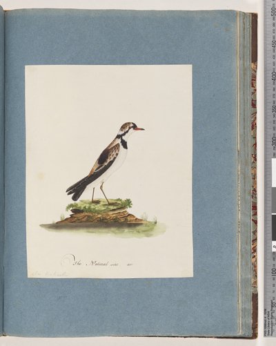 Strana 79. Dotterel černočelý. Charadrius Hiaticula od Unknown artist