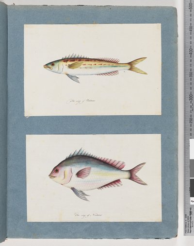 Strana 7. Neidentifikované ryby. 8. Neidentifikovaná ryba od Unknown artist