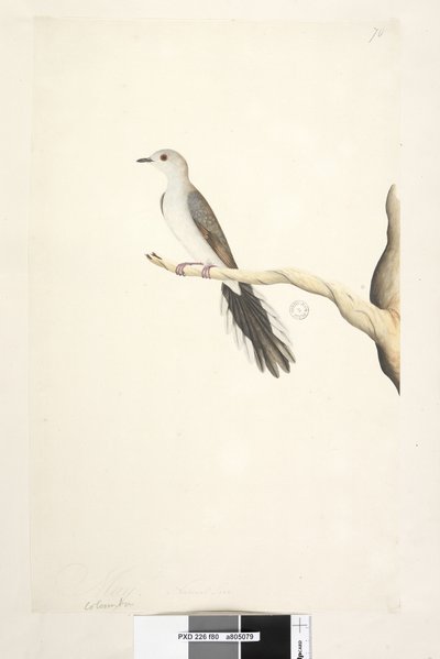 Strana 80. Columba. výše uvedený titul v jiné ruce květen. Holubice diamantová Geopelia cuneata v přirozené velikosti, 1791-92 od Unknown artist