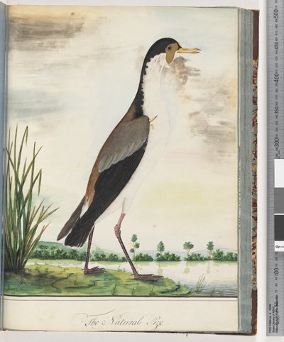 Strana 80. Čejka maskovaná nebo ostruha, kulík okřídlený od Unknown artist