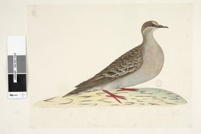Strana 82. Bronzové křídlo. dole uprostřed v jiné ruce Přirozená velikost Běžný holub bronzový Phaps chalcoptera, 1791-92 od Unknown artist