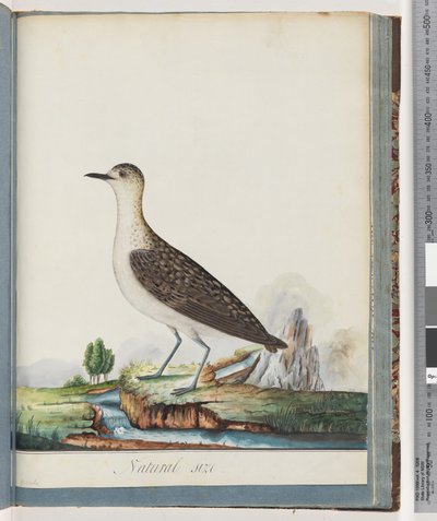 Strana 83. Samice kulíka zlatého od Unknown artist