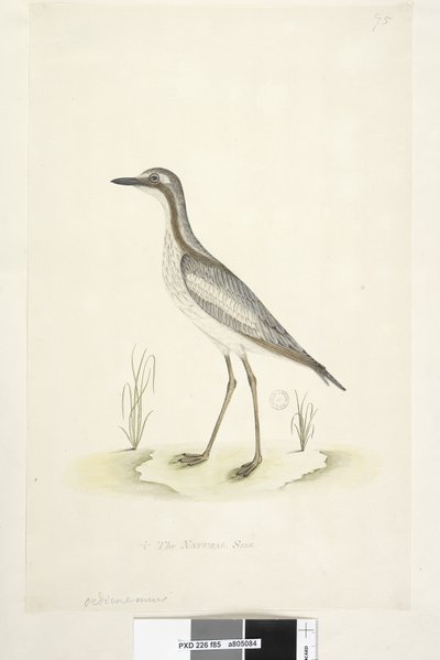 Strana 85. Oedicnemus. dole uprostřed v jiné ruce 1/2 přirozené velikosti Jižní kámen, Curlew Burhinus magnirostris, 1791-92 od Unknown artist