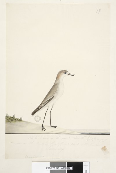 Strana 88. Charadrius. pod linií rámu v jiné ruce Tento pták běhá po zemi jako skřivan písečný a je velmi běžný na písku v různých částech přístavu. pod tím ve třetí ruce Přirozená velikost Červená, s čepicí Dotterel Charadrius alexandrinu od Unknown artist