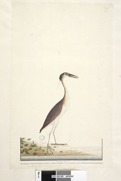 Strana 89. Ardea ..?.. Nankeenská noc, volavka Nycticorax caledonicus, 1791-92 od Unknown artist