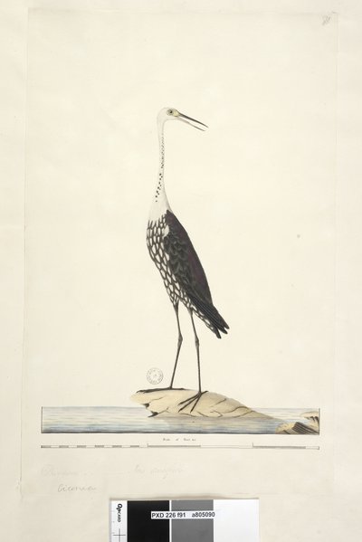 Strana 91. Ciconia. nad titulem jinou rukou prosinec, duhovka pochybná bílá, volavka šíjová Ardea pacifica Notophoyx pacifica, 1791-92 od Unknown artist