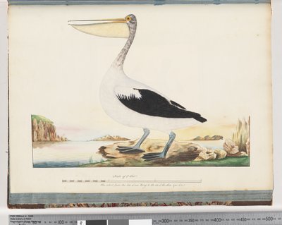 Strana 92. Pelikán australský od Unknown artist