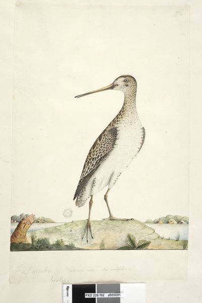 Strana 92. Scolopax. výše uvedený titul v jiné ruce prosince. Přirozená velikost, pochybná duhovka Japonská sluka Gallinago hardwickii, 1791-92 od Unknown artist